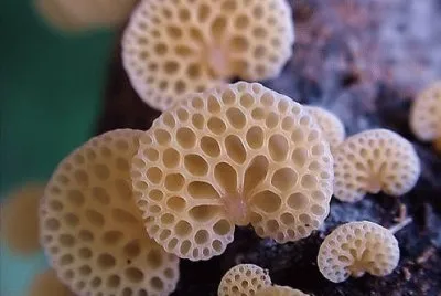 å°è˜‘èŒ
