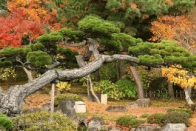 jardin japones