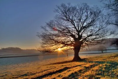 Tree in a sunset in beach