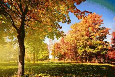 tree in autumn