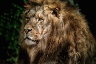 lion