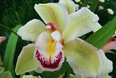 Orquidea