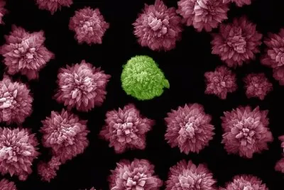 sulfato calcio (microscopio)