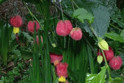 Unusal Flowers at Castlefields Canal Basins-UK jigsaw puzzle