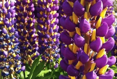 Pretty Purple Lupine Flowers