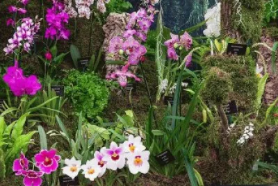 Royal Horticultural Society Flower Exhibit jigsaw puzzle