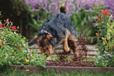  "Where is that bone I buried? "-Cute
