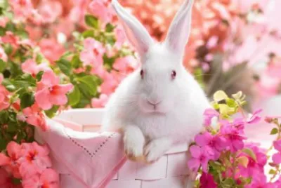 Cute Bunny in a Basket