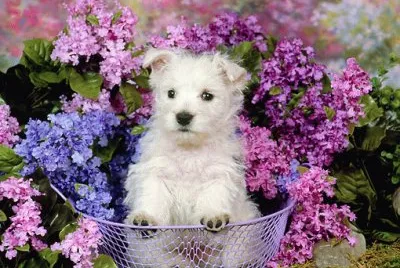 Terrier Puppy and Purple Flowers