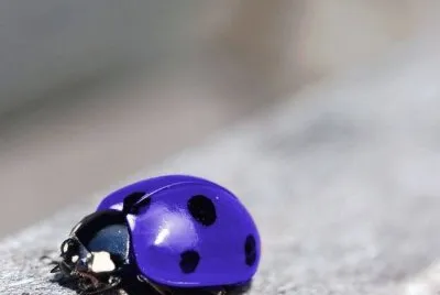 ç“¢èŸ²