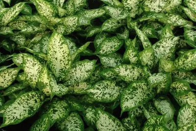 dieffembachia compacta jigsaw puzzle