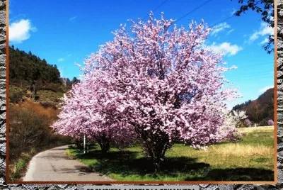 SE EMPIEZA A NOTAR LA PRIMAVERA jigsaw puzzle