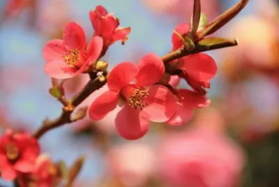 fleurs de cognassier
