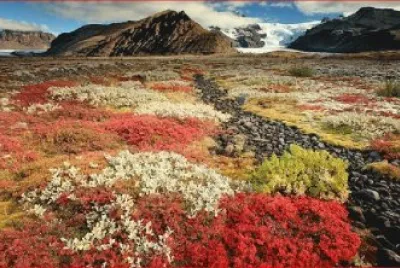 CAMPO FLORIDO