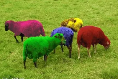 imagens