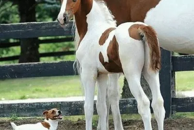 foal