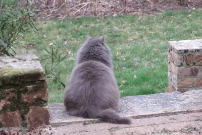 chat gris