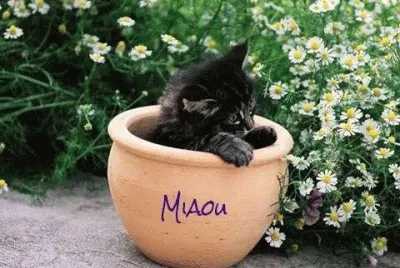 פאזל של Miaou