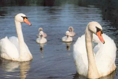 Cisnes