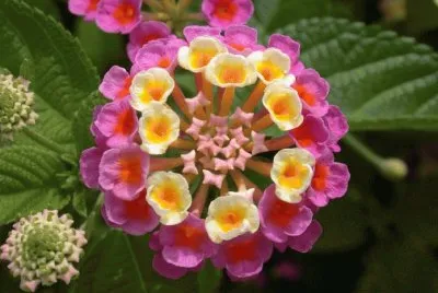 äº”è‰²æ¢…(é¦¬çº“ä¸¹)