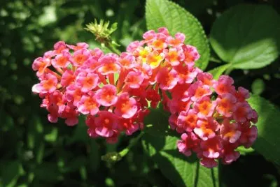 äº”è‰²æ¢…(é¦¬çº“ä¸¹)