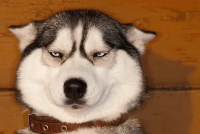 é€—è¶£å‹•ç‰©