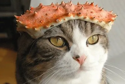 é€—è¶£å‹•ç‰©