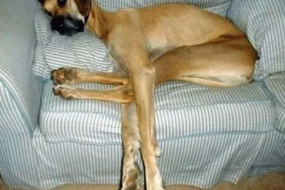 é€—è¶£å‹•ç‰©