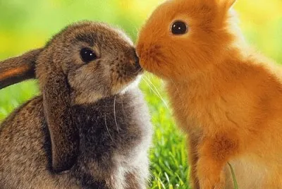 amore