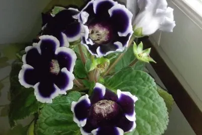 Gloxinia