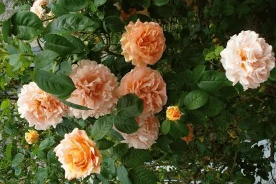 rosier jigsaw puzzle