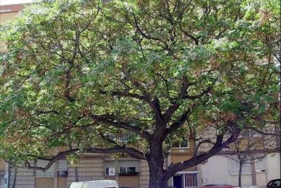 Ã¡rbol de paraÃ­so jigsaw puzzle