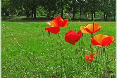 parque jigsaw puzzle