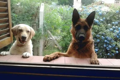 curiosos