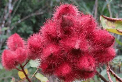 פאזל של Urucum