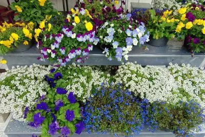 פאזל של Flores diversas