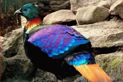 AZUL TURQUESA
