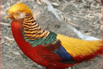 FAISAN DORADO