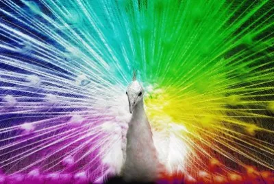 Bunt