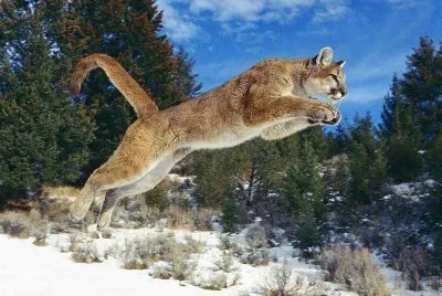 jumping