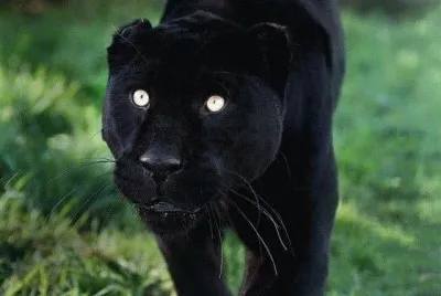 Pantera
