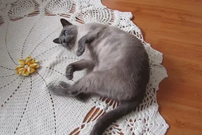 פאזל של Gata Filo