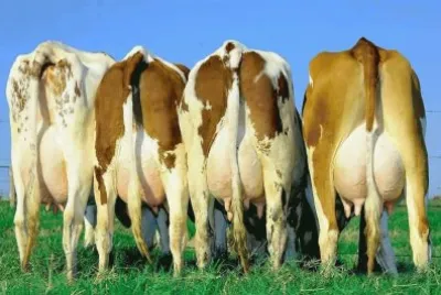 פאזל של Vacas Leiteras