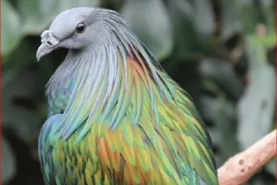 CABEZA GRIS