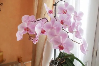 orchidÃ©e