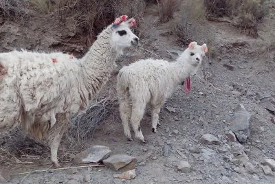 פאזל של llamitas jujeÃ±as