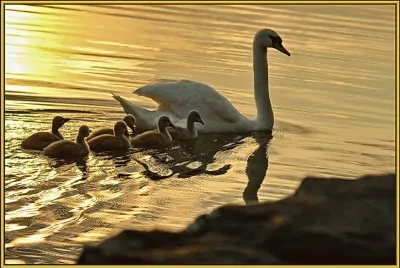 פאזל של cisnes