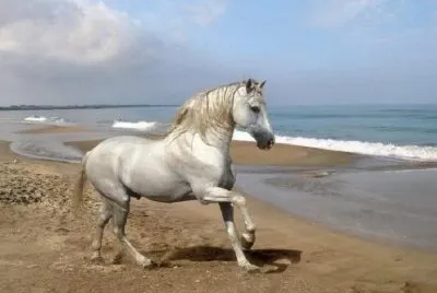 Caballo