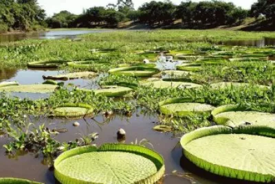 En la Provincia de Formosa. Argentina