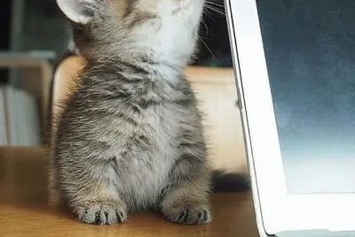 adorable